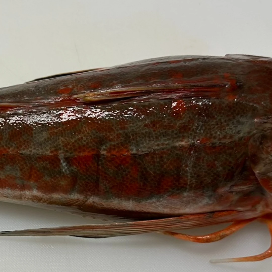 HOUBOU - FRESH WILD RED GURNARD - Chelidonichthys spinosus GSK1 (3).png