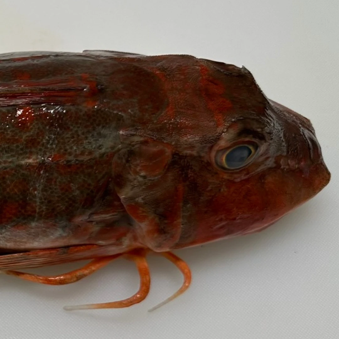HOUBOU - FRESH WILD RED GURNARD - Chelidonichthys spinosus GSK1 (2).png