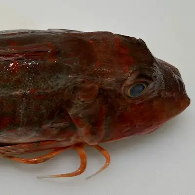 HOUBOU - FRESH WILD RED GURNARD - Chelidonichthys spinosus GSK1 (2).png