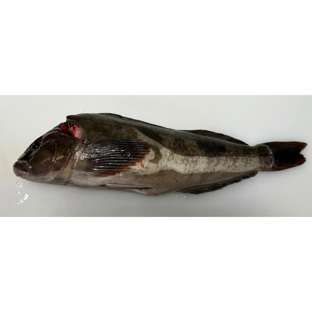 AINAME - FRESH WILD FAT GREENLING - Hexagrammos otakii Jordan and Starks GSK1.png