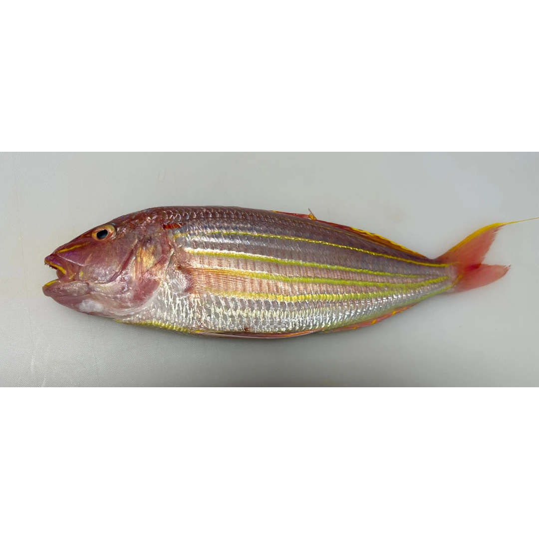ITOYORI - FRESH WILD GOLDEN THREADFIN BREAM - Nemipterus virgatus GSK1.png