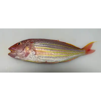 ITOYORI - FRESH WILD GOLDEN THREADFIN BREAM - Nemipterus virgatus GSK1.png