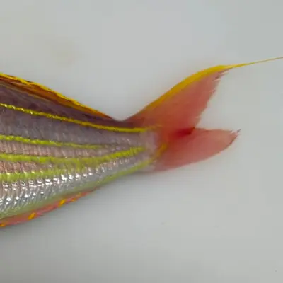 ITOYORI - FRESH WILD GOLDEN THREADFIN BREAM - Nemipterus virgatus GSK1 (4).png