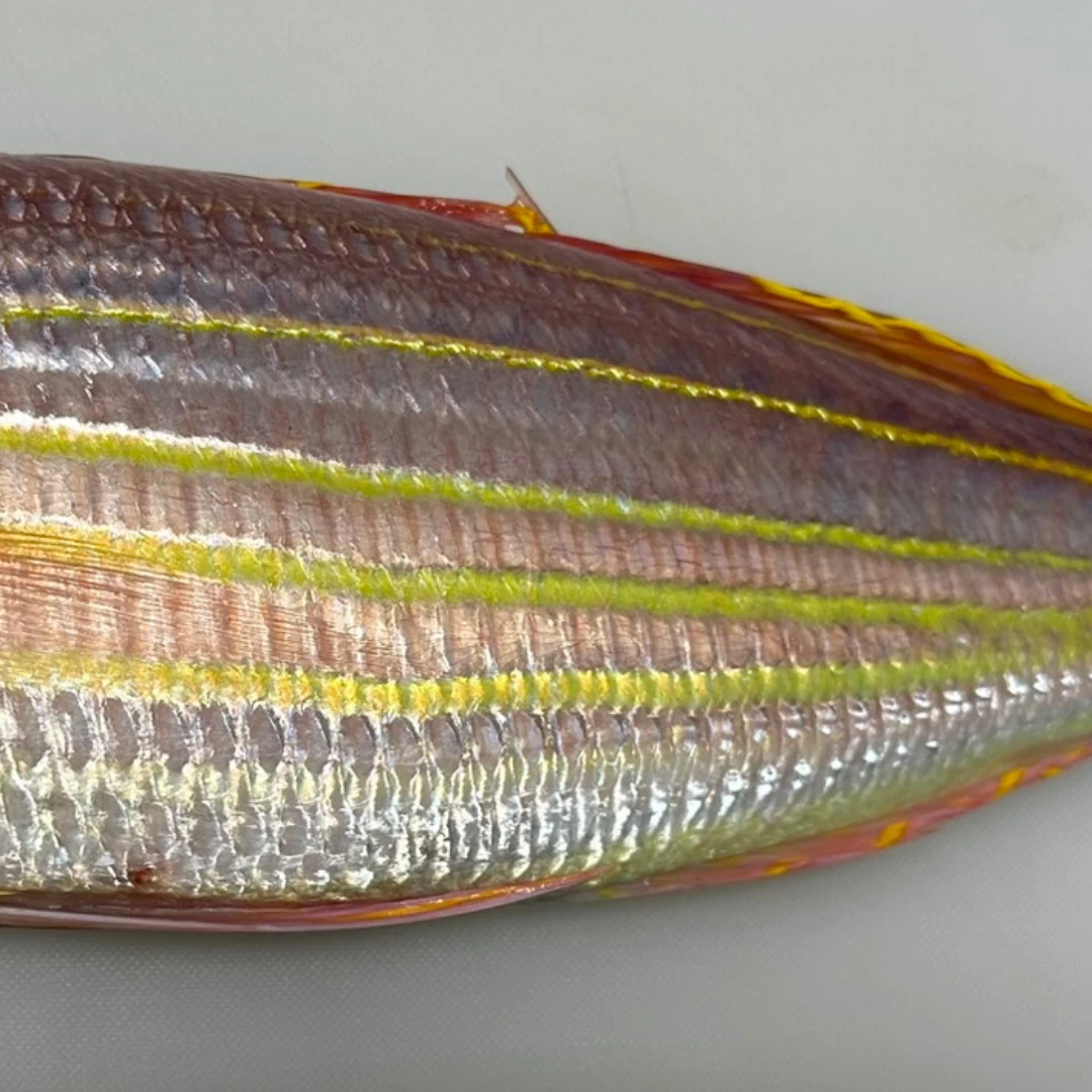 ITOYORI - FRESH WILD GOLDEN THREADFIN BREAM - Nemipterus virgatus GSK1 (3).png