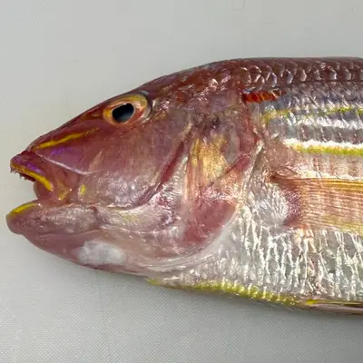 ITOYORI - FRESH WILD GOLDEN THREADFIN BREAM - Nemipterus virgatus GSK1 (2).png