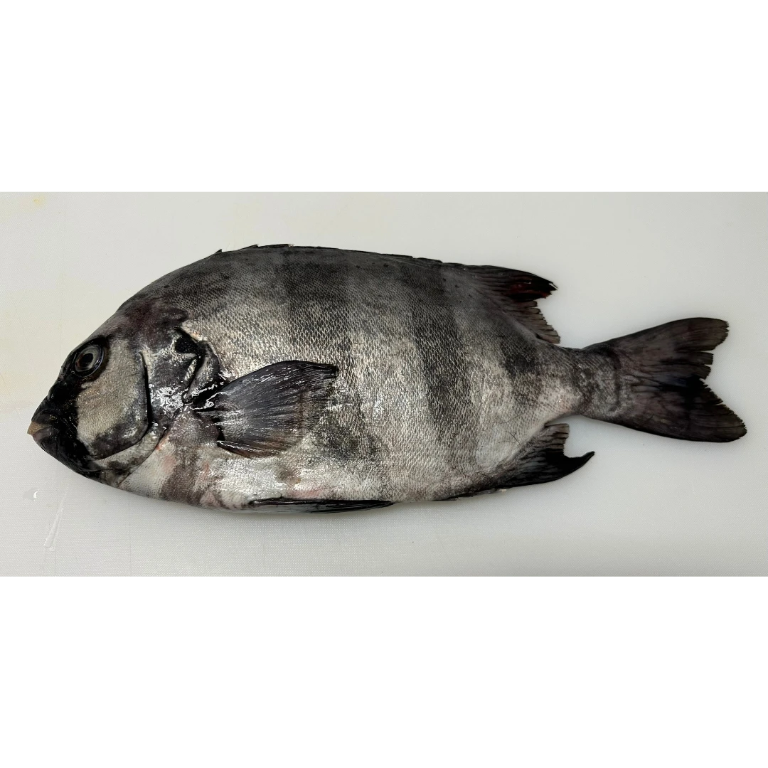 ISHIDAI - FRESH WILD STRIPED BEAKFISH - Oplegnathus fasciatus GSK1.png