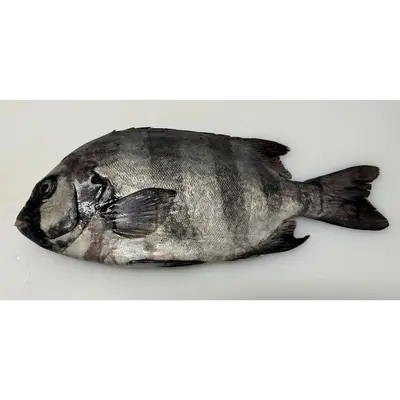 石鯛 Ishidai WHOLE 3.5 LB
