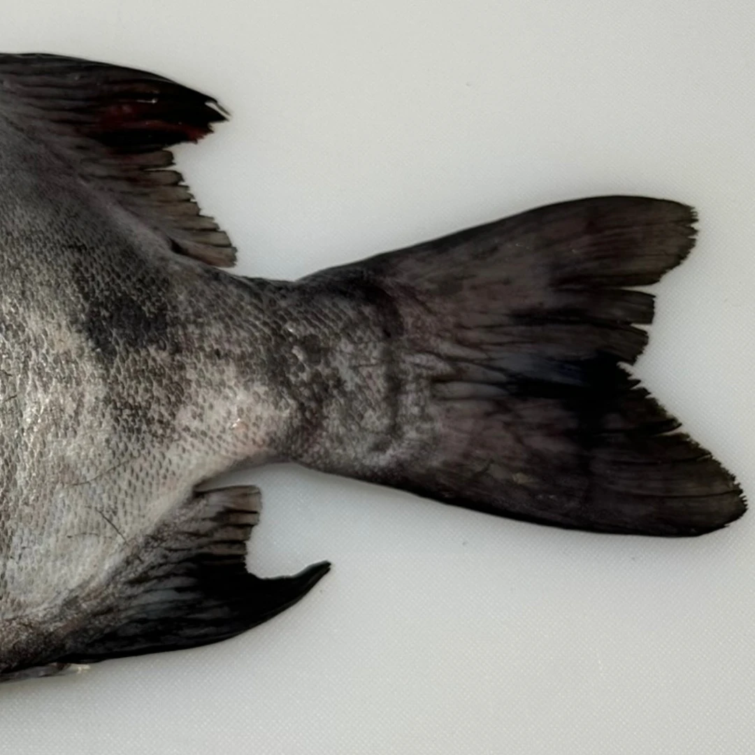 ISHIDAI - FRESH WILD STRIPED BEAKFISH - Oplegnathus fasciatus GSK1 (4).png