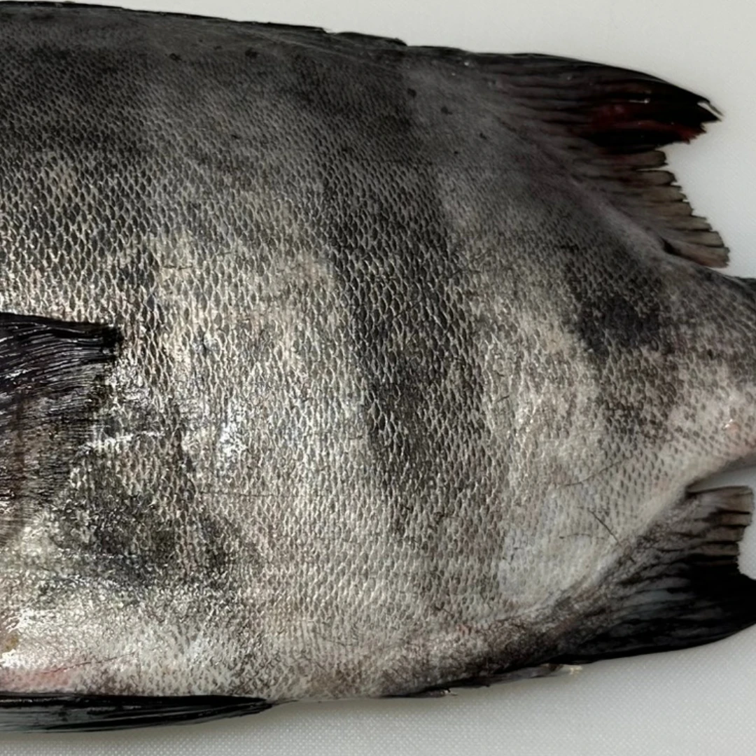 ISHIDAI - FRESH WILD STRIPED BEAKFISH - Oplegnathus fasciatus GSK1 (3).png