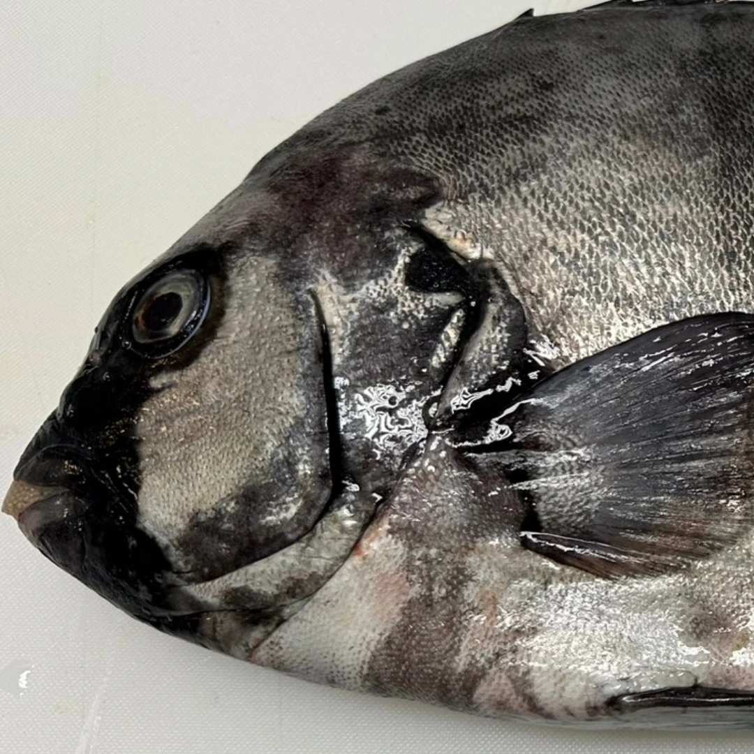 ISHIDAI - FRESH WILD STRIPED BEAKFISH - Oplegnathus fasciatus GSK1 (2).png