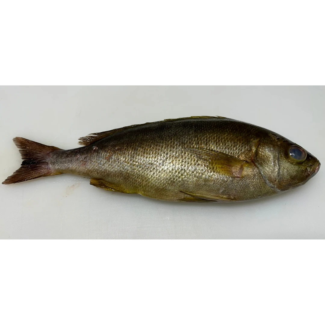 ISAKI - FRESH WILD CHICKEN GRUNT - Parapristipoma trilineatum GSK1.png