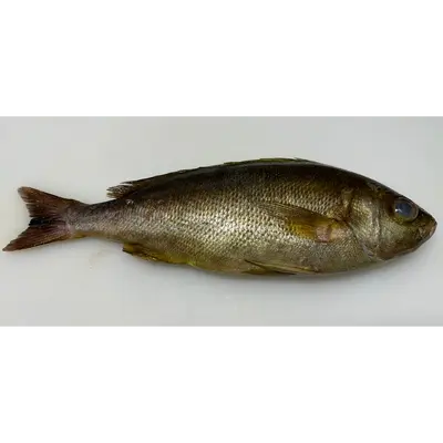 ISAKI - FRESH WILD CHICKEN GRUNT - Parapristipoma trilineatum GSK1.png