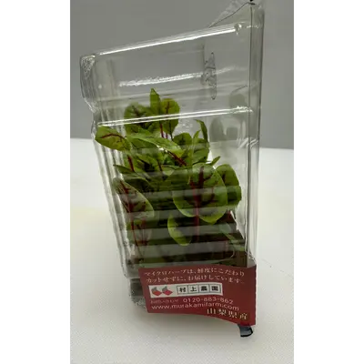 REDDOSORERU - RED VEINED SORREL MICROGREENS - Rumex sanguineus GSK1 (3).png
