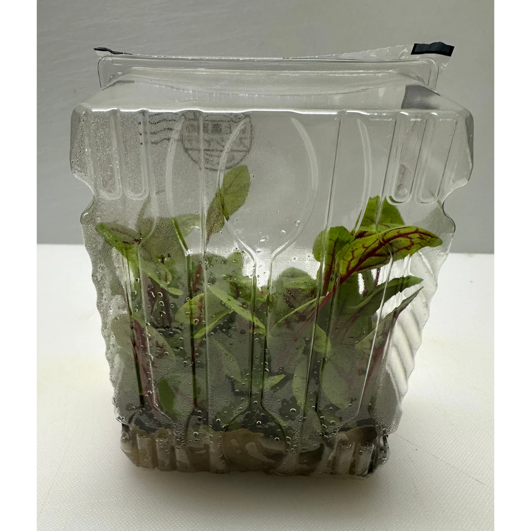 REDDOSORERU - RED VEINED SORREL MICROGREENS - Rumex sanguineus GSK1 (2).png