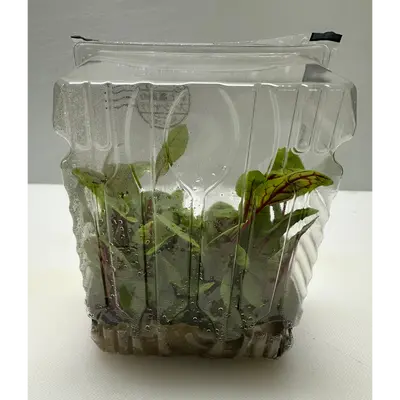 REDDOSORERU - RED VEINED SORREL MICROGREENS - Rumex sanguineus GSK1 (2).png