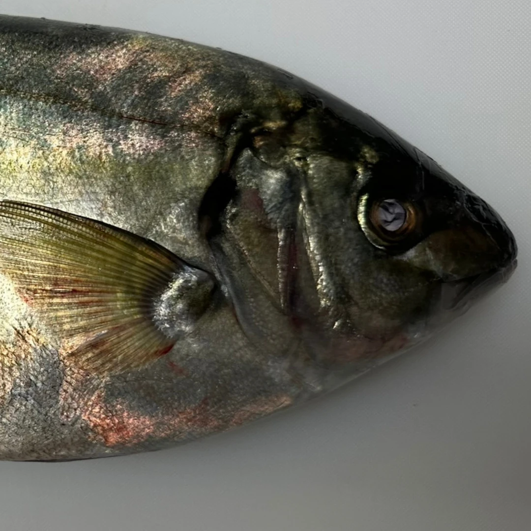 SHIMAAJI - FRESH FARMED STRIPED JACK - Pseudocaranx dentex GSK1 (2).png