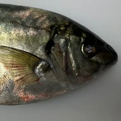 SHIMAAJI - FRESH FARMED STRIPED JACK - Pseudocaranx dentex GSK1 (2).png