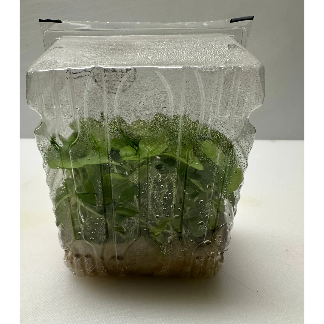 SECHUAN - SECHUAN PEPPER MICROGREENS - Zanthoxylum bungeanum GSK1 (3).png