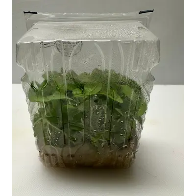 SECHUAN - SECHUAN PEPPER MICROGREENS - Zanthoxylum bungeanum GSK1 (3).png