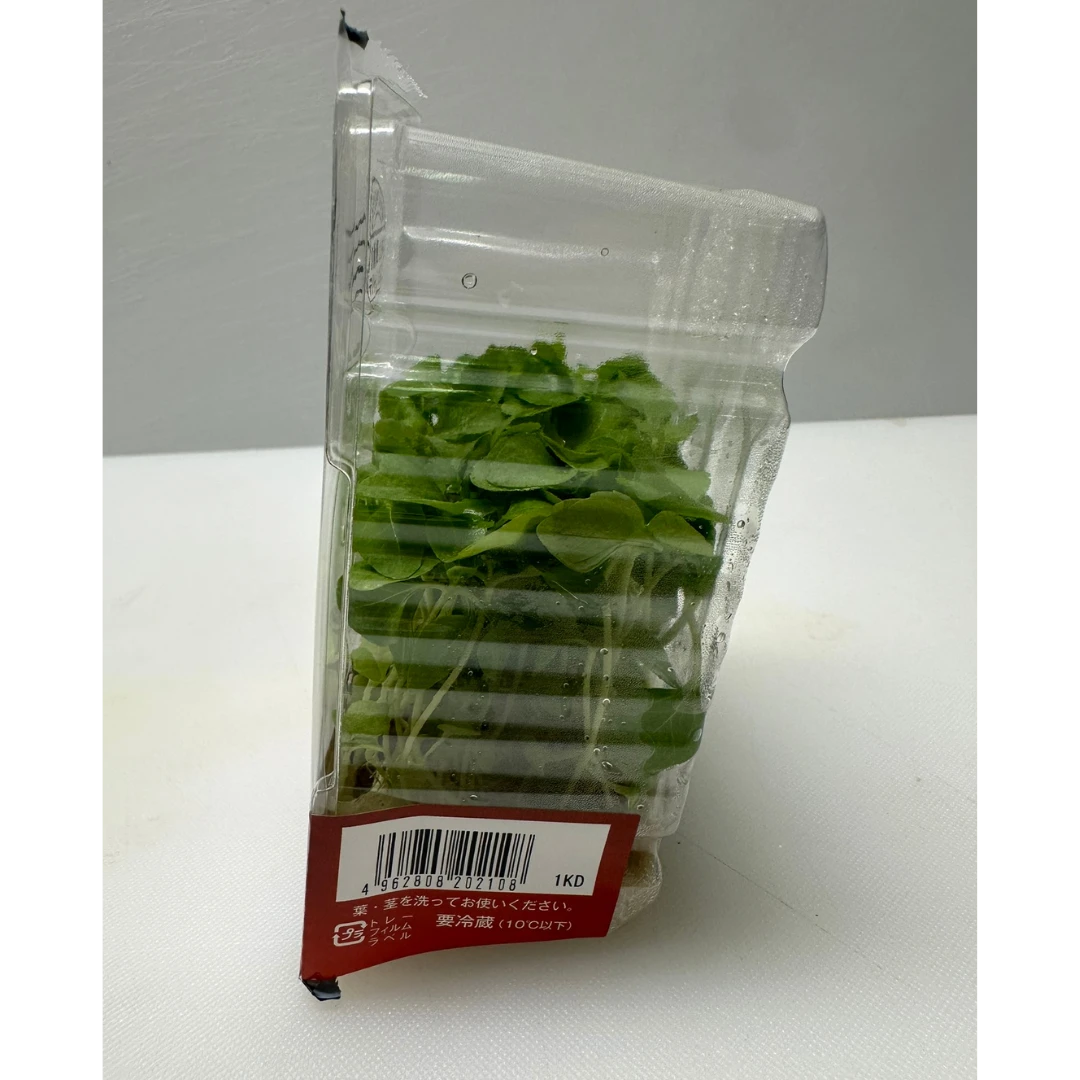 SECHUAN - SECHUAN PEPPER MICROGREENS - Zanthoxylum bungeanum GSK1 (2).png