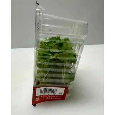 SECHUAN - SECHUAN PEPPER MICROGREENS - Zanthoxylum bungeanum GSK1 (2).png