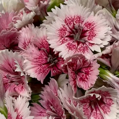 食用花（ダイアナ　ピンク）Diana PINK FLOWER 30g