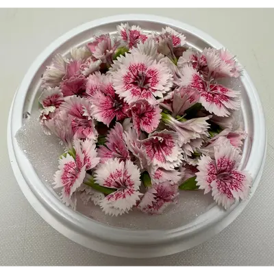 SHOKUYŌ HANA (DAIANA) - DIANA EDIBLE FLOWER (Bergundy white tip) - Clematis texensis GSK1 (2).png