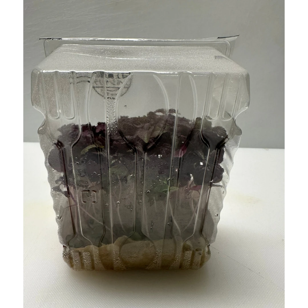 SHISO PĀPURU - SHISO PURPLE MICROGREENS - Perilla frutescens var. crispa GSK1 (3).png