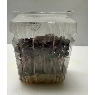 SHISO PĀPURU - SHISO PURPLE MICROGREENS - Perilla frutescens var. crispa GSK1 (3).png