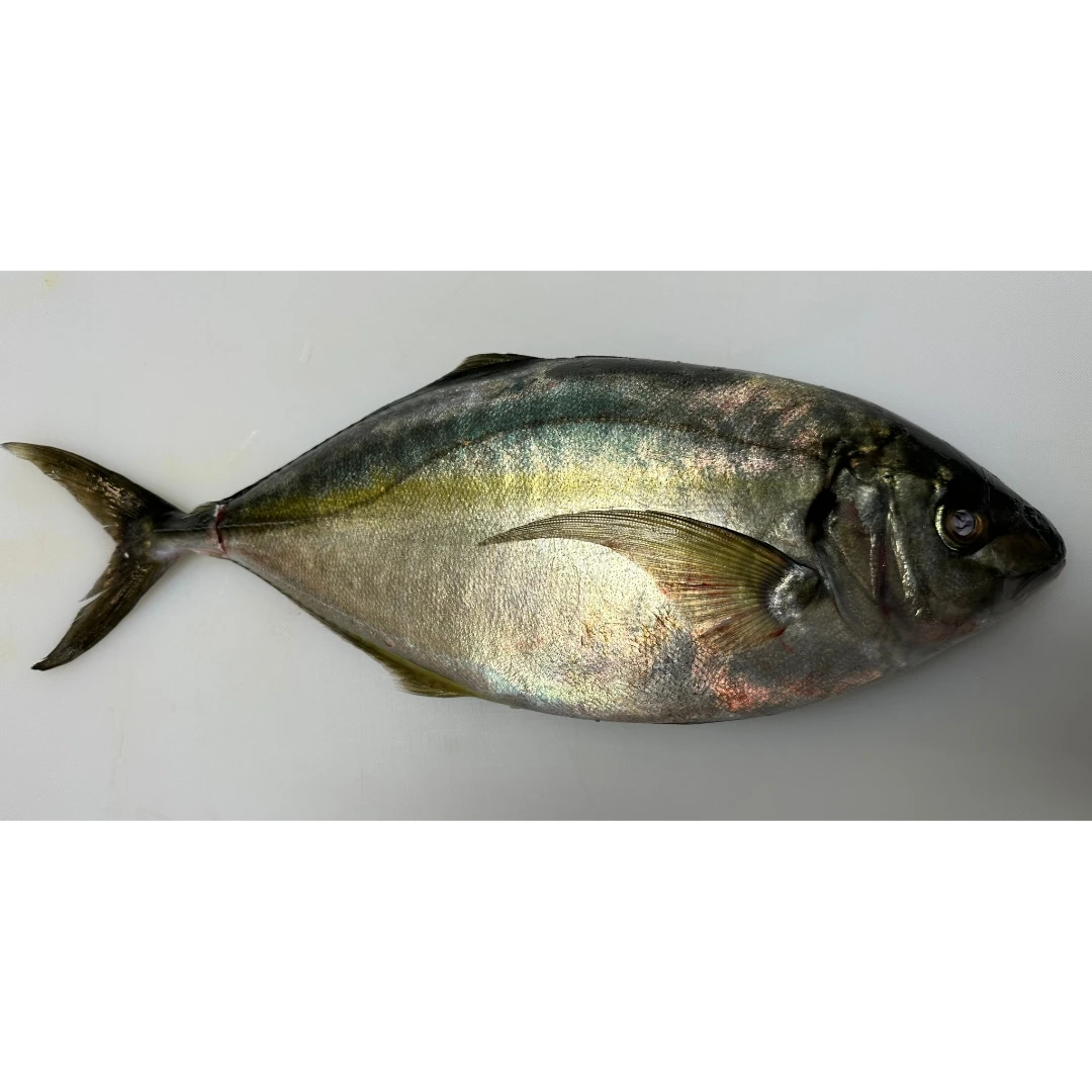 SHIMAAJI - FRESH FARMED STRIPED JACK - Pseudocaranx dentex GSK1.png
