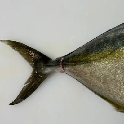 SHIMAAJI - FRESH FARMED STRIPED JACK - Pseudocaranx dentex GSK1 (4).png