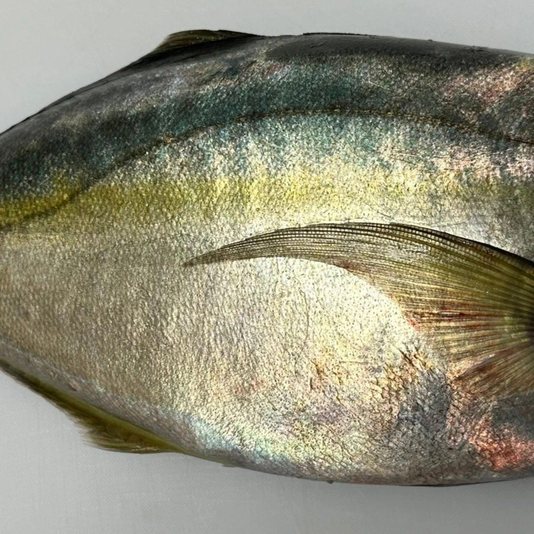 SHIMAAJI - FRESH FARMED STRIPED JACK - Pseudocaranx dentex GSK1 (3).png