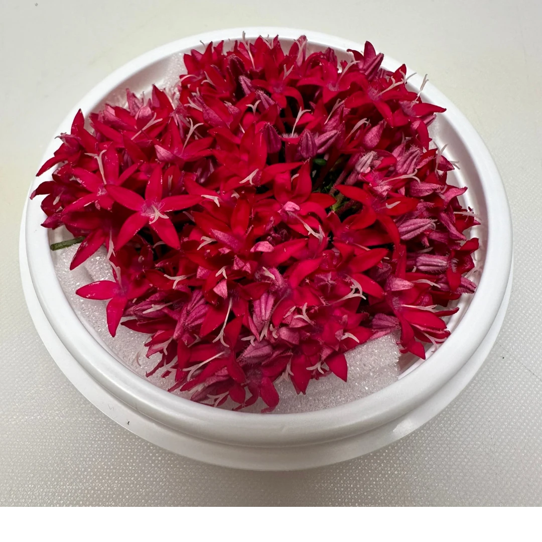 SHOKUYŌ HANA (PENTASU AKA) - PENTAS EDIBLE FLOWER (Red) - Pentas lanceolata GSK1 (6).png