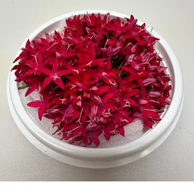 SHOKUYŌ HANA (PENTASU AKA) - PENTAS EDIBLE FLOWER (Red) - Pentas lanceolata GSK1 (6).png