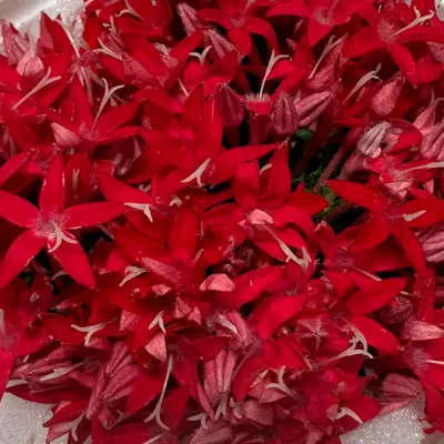 SHOKUYŌ HANA (PENTASU AKA) - PENTAS EDIBLE FLOWER (Red) - Pentas lanceolata GSK1 (5).png