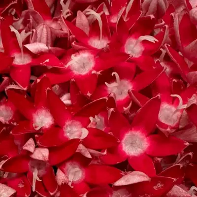 食用花（ペンタス赤） Pentas (Red) EDIBLE FLOWER 30g