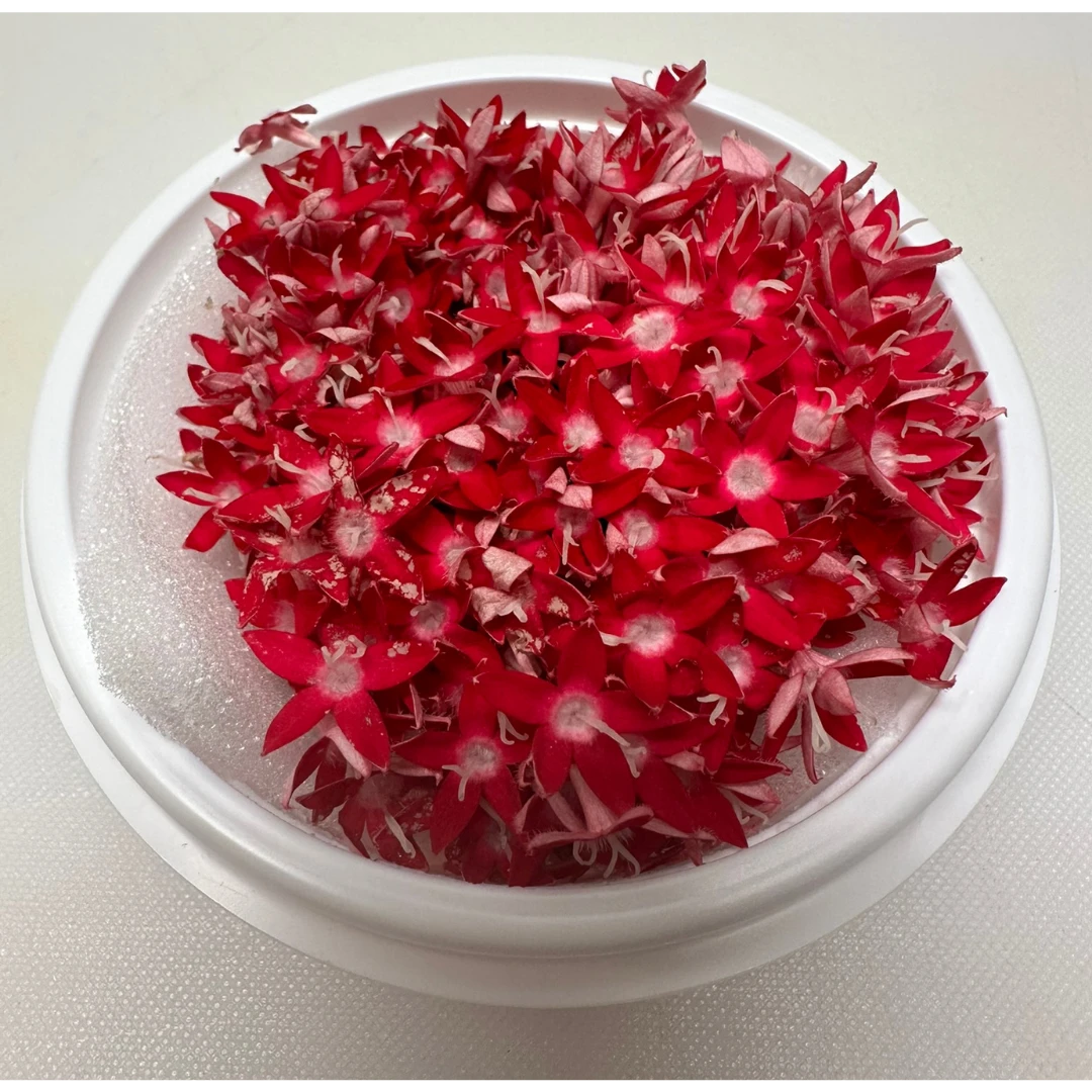 SHOKUYŌ HANA (PENTASU AKA) - PENTAS EDIBLE FLOWER (Red) - Pentas lanceolata GSK1 (2).png