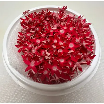 SHOKUYŌ HANA (PENTASU AKA) - PENTAS EDIBLE FLOWER (Red) - Pentas lanceolata GSK1 (2).png