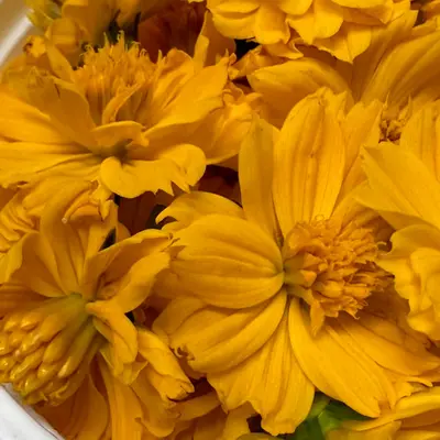 食用花（マリーゴールド）Marigold FLOWER 30g
