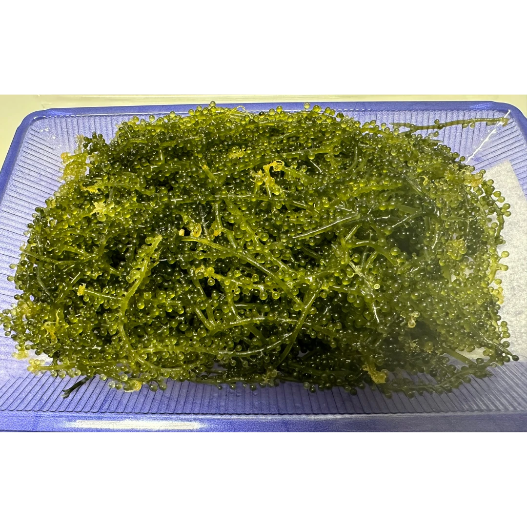UMIBUDŌ - FRESH WILD SEA GRAPES - Caulerpa lentillifera GSK1 (4).png