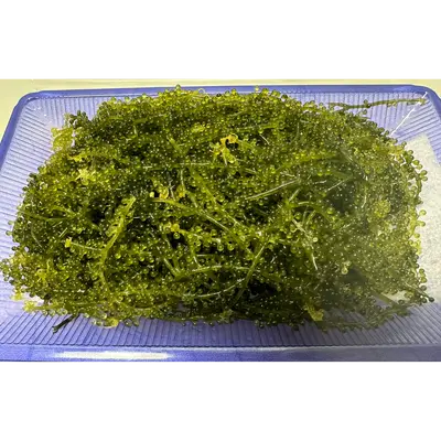 UMIBUDŌ - FRESH WILD SEA GRAPES - Caulerpa lentillifera GSK1 (4).png