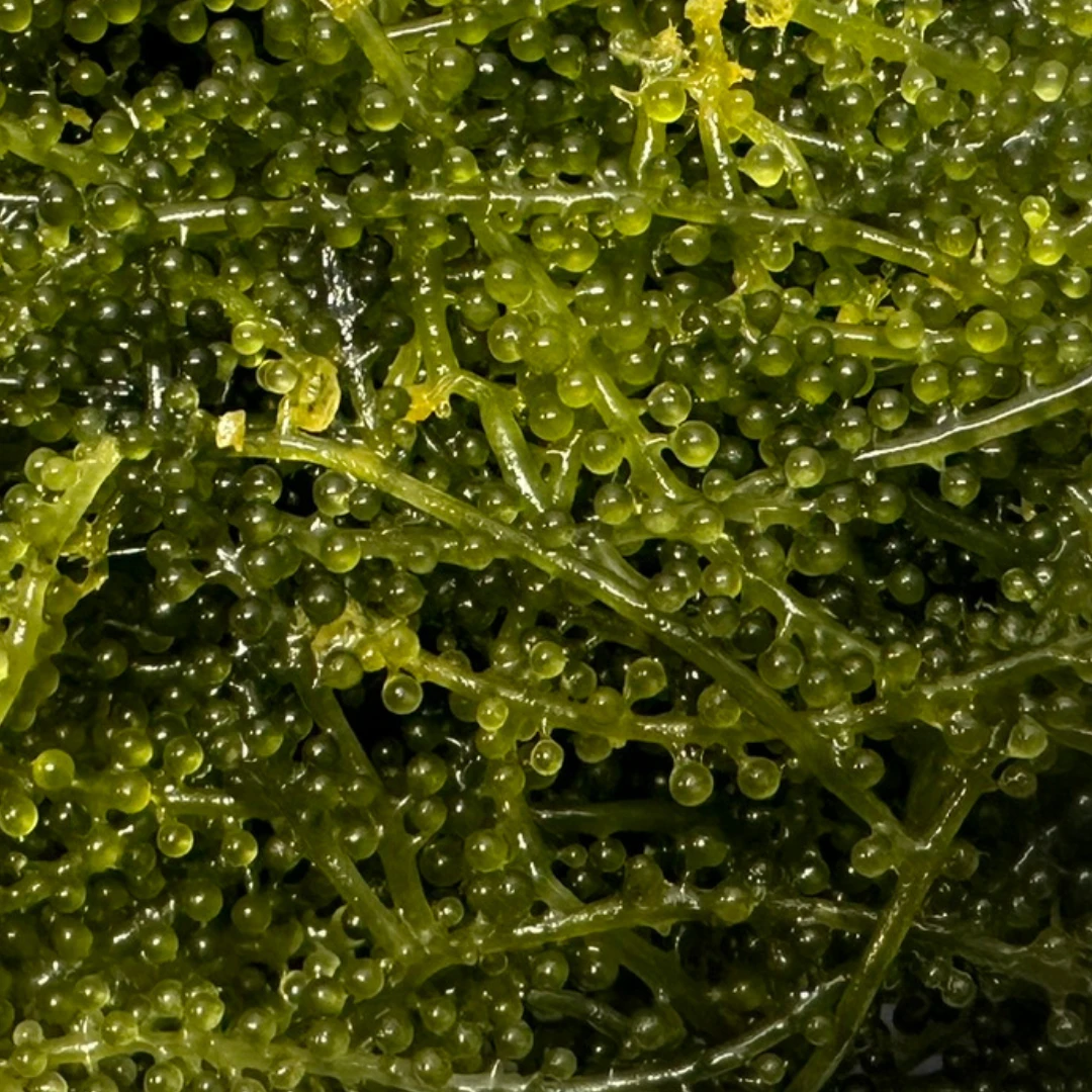 UMIBUDŌ - FRESH WILD SEA GRAPES - Caulerpa lentillifera GSK1 (3).png
