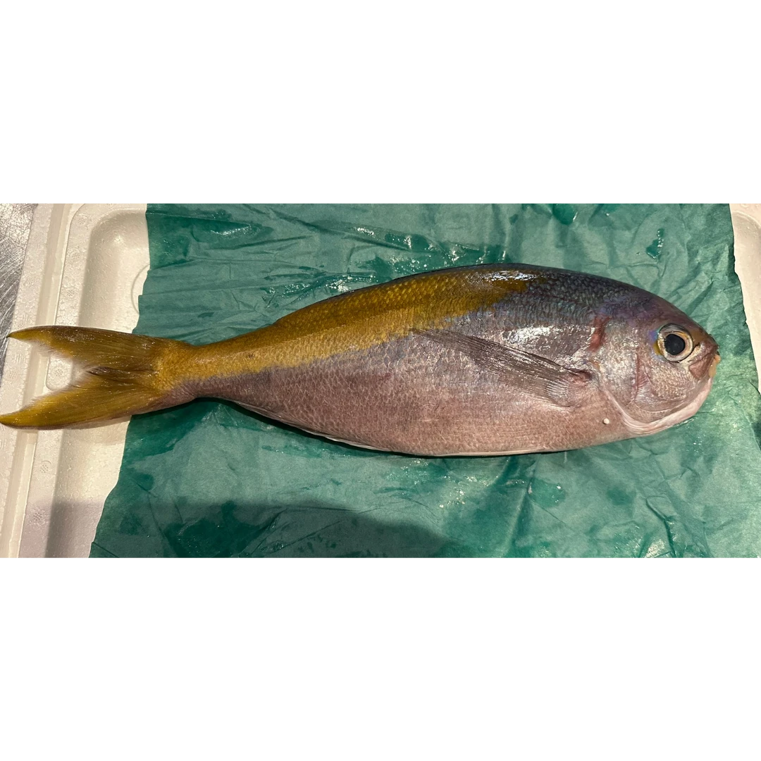 UMEIRO - FRESH WILD YELLOWTAIL BLUE SNAPPER - Fistularia petimba Lacepède GSK1.png