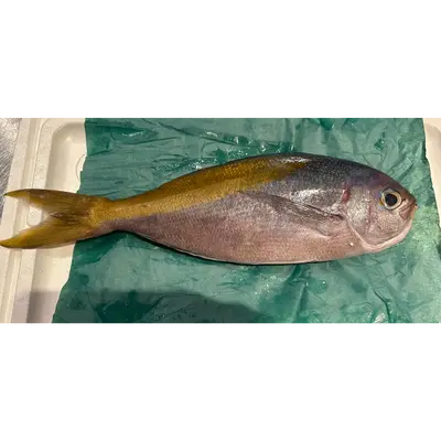 ウメイロ Umeiro WHOLE 2.35 LB