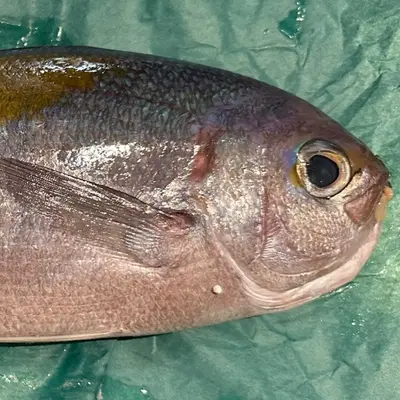 UMEIRO - FRESH WILD YELLOWTAIL BLUE SNAPPER - Fistularia petimba Lacepède  GSK1 (4).png