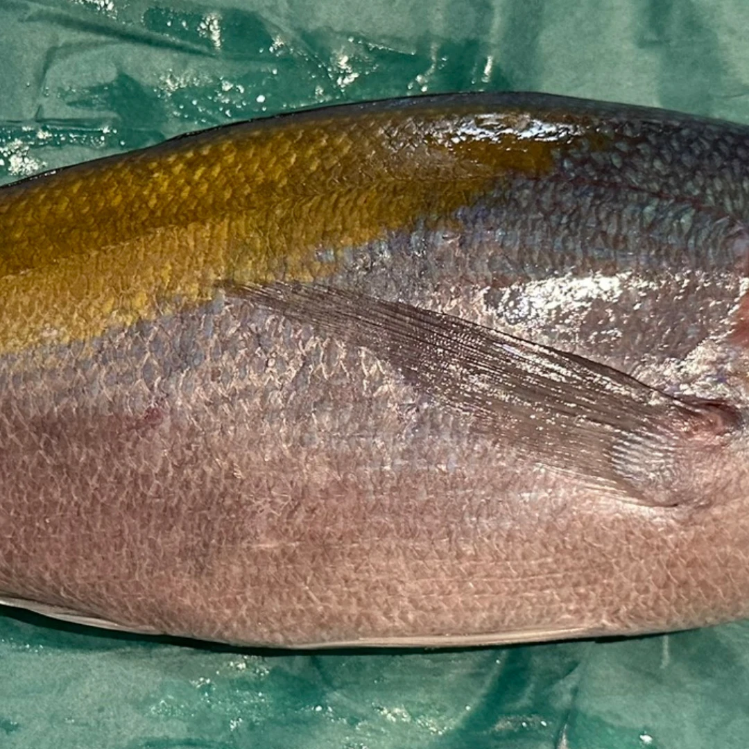 UMEIRO - FRESH WILD YELLOWTAIL BLUE SNAPPER - Fistularia petimba Lacepède  GSK1 (3).png