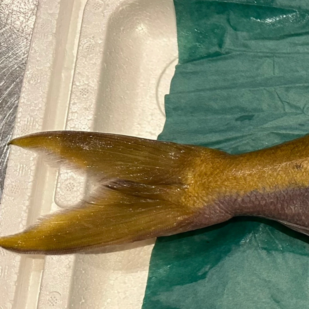 UMEIRO - FRESH WILD YELLOWTAIL BLUE SNAPPER - Fistularia petimba Lacepède  GSK1 (2).png