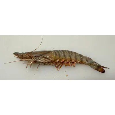KURUMA EBI - FRESH WILD TIGER PRAWN - Marsupenaeus japonicus GSK1車エビ30入り Kuruma Ebi LIVE WHOLE 30g.png