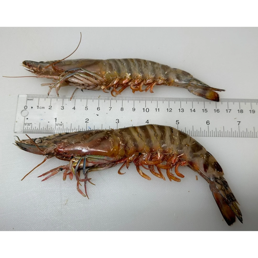 KURUMA EBI - FRESH WILD TIGER PRAWN - Marsupenaeus japonicus GSK1.png