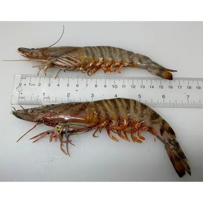 KURUMA EBI - FRESH WILD TIGER PRAWN - Marsupenaeus japonicus GSK1.png